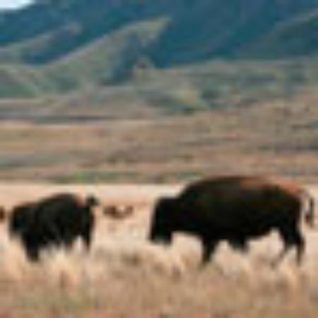Pizzas y Empanadas il Toto